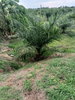 listing thumbnail image 11