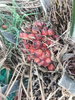 listing thumbnail image 10