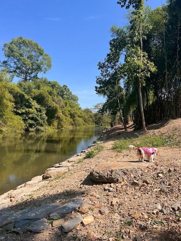 รูป ขายที่ดินสวยมากติดแม่น้ำเพชรบุรี อ.ท่ายาง ขนาด 1-2-26 ไร่ รวม 2 แปลง ล้อมรั้วเป็นส่วนตัวมาก - รูปที่ 3/15