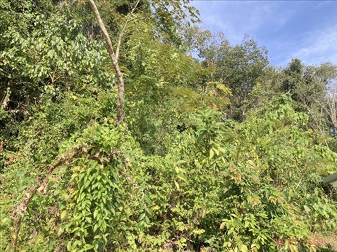 รูป ที่ดินว่างเปล่า 105.6 ตร.วา เมืองกระบี่ กระบี่ 1.3M - รูปที่ 3/10