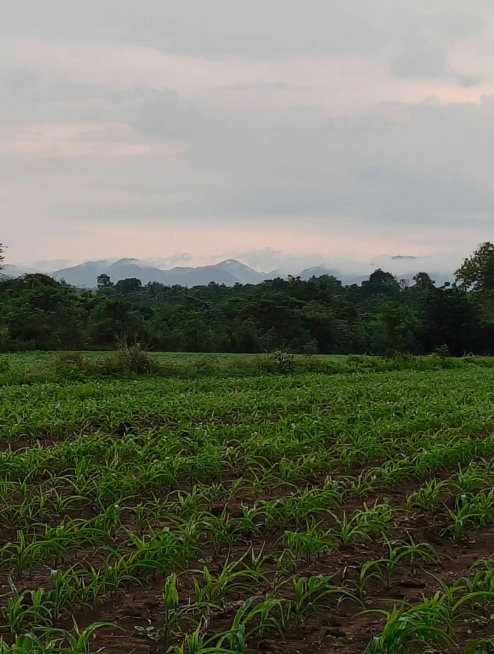 รูป ขายที่วังไทร 16 ไร่ ปากช่อง ขายถูก ไร่ละ 750,000 ที่ดินติดน้ำ วิวเขาปากช่องสวย เขายายเที่ยง ใกล้เทศบาลวังไทร ใกล้ถนนมิตรภาพ หนองสาหร่าย 087-9074045 - รูปที่ 4/6