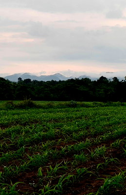 ที่ดิน ลำตะคอง : ขายที่วังไทร 16 ไร่ ปากช่อง ขายถูก ไร่ละ 750,000 ที่ดินติดน้ำ วิวเขาปากช่องสวย เขายายเที่ยง ใกล้เทศบาลวังไทร ใกล้ถนนมิตรภาพ หนองสาหร่าย 087-9074045
