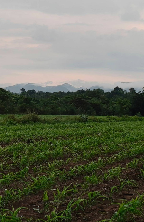 รูป ขายที่วังไทร 16 ไร่ ปากช่อง ขายถูก ไร่ละ 750,000 ที่ดินติดน้ำ วิวเขาปากช่องสวย เขายายเที่ยง ใกล้เทศบาลวังไทร ใกล้ถนนมิตรภาพ หนองสาหร่าย 087-9074045 - รูปที่ 1/6