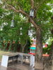 listing thumbnail image 53