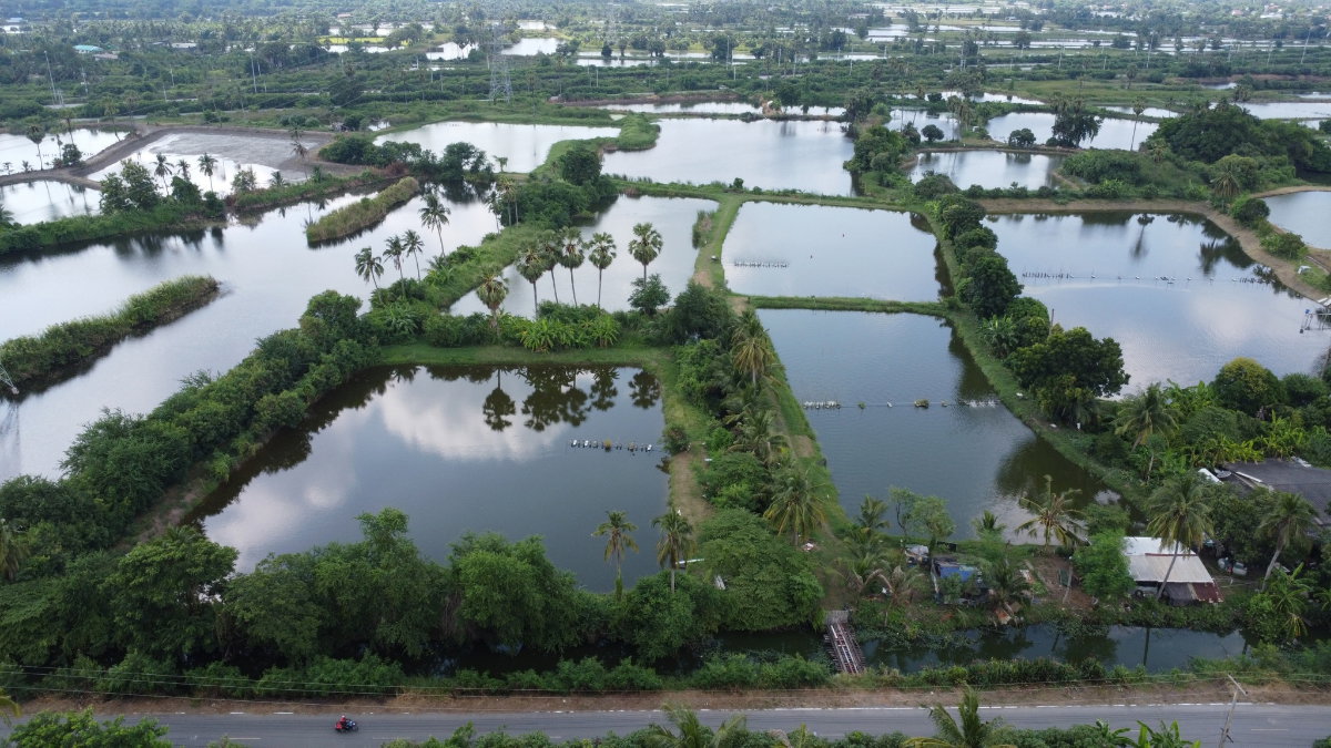 รูป ขายด่วน! ที่ดินแปลงใหญ่ นครชัยศรี ทำเลดีมาก ใกล้ทางด่วน M81  - รูปที่ 2/8