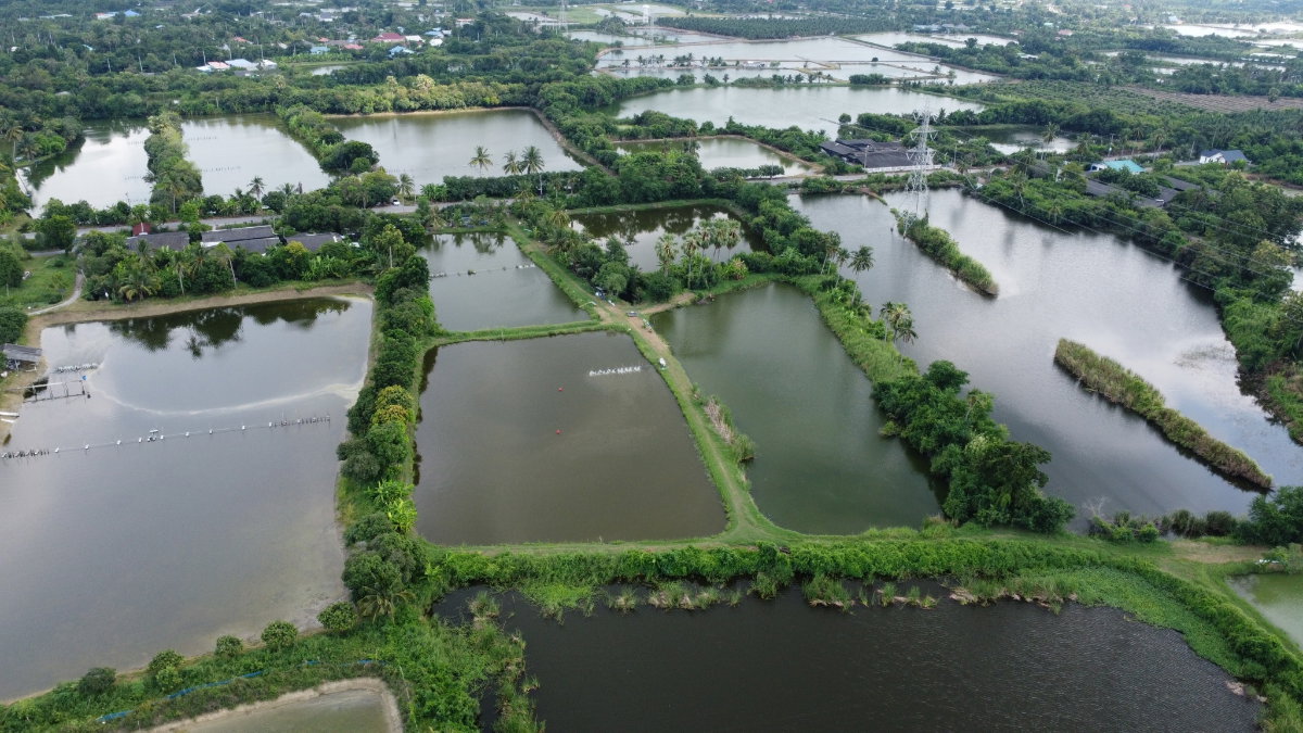 รูป ขายด่วน! ที่ดินแปลงใหญ่ นครชัยศรี ทำเลดีมาก ใกล้ทางด่วน M81  - รูปที่ 3/8