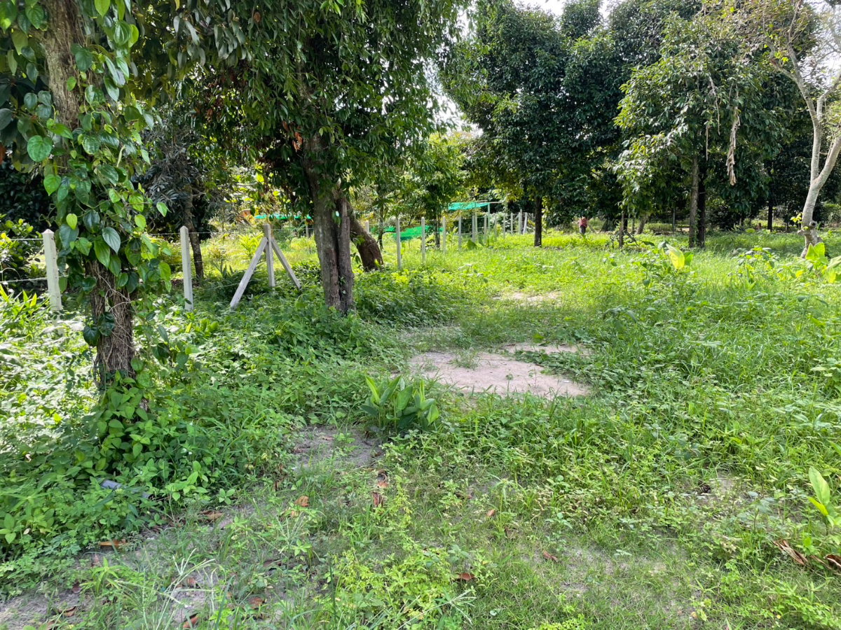 รูป ขายที่ดิน 1 ไร่ ตะพง เมืองระยอง ใกล้ตลาดผลไม้ตะพง ใกล้เมืองใช้ชีวิตอยู่ได้จริง เหมาะสำหรับอยู่ในวัยเกษียณ  - รูปที่ 4/8