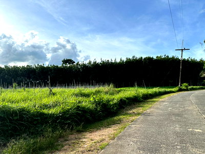 ที่ดิน ตรัง : ขายที่ดินสวนทำเลสวย เหมาะกับทำโรงงานหรือเกษตรกรรม ใกล้ถนนเพชรเกษม 200เมตร