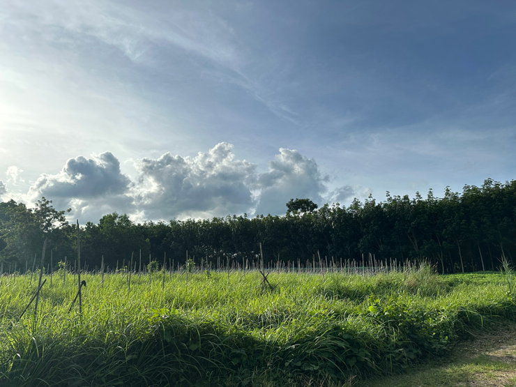 รูป ขายที่ดินเปล่าทำเลสวย เหมาะกับทำอุสตหกรรมหรือเกษตรกรรม ใกล้ถนนเพชรเกษม - รูปที่ 3/5
