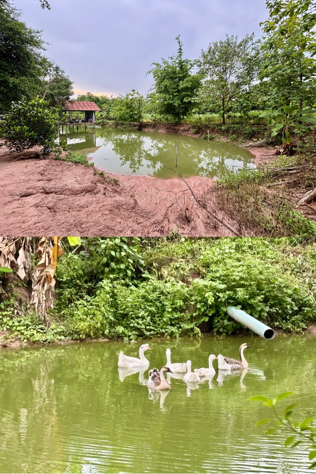 รูป ขายบ้านสวน สวนผลไม้ ใกล้วัดป่าบ้านตาด เมืองอุดร - รูปที่ 19/21