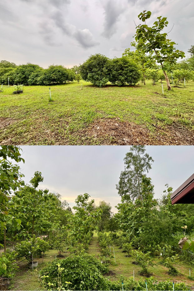 รูป ขายบ้านสวน สวนผลไม้ ใกล้วัดป่าบ้านตาด เมืองอุดร - รูปที่ 20/21