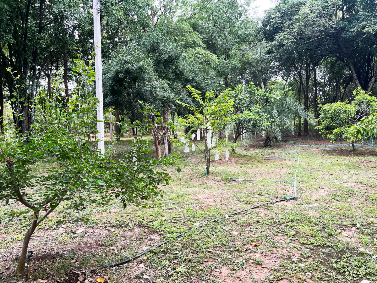 picture Private Oasis: 2 Houses with Orchard & Garden on 2-1-66 Rai in Tha Yang - 11/12