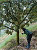 listing thumbnail image 3