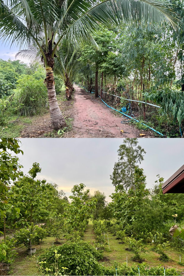 รูป ขายบ้านสวน สวนผลไม้ ใกล้วัดป่าบ้านตาด เมืองอุดร - รูปที่ 16/21