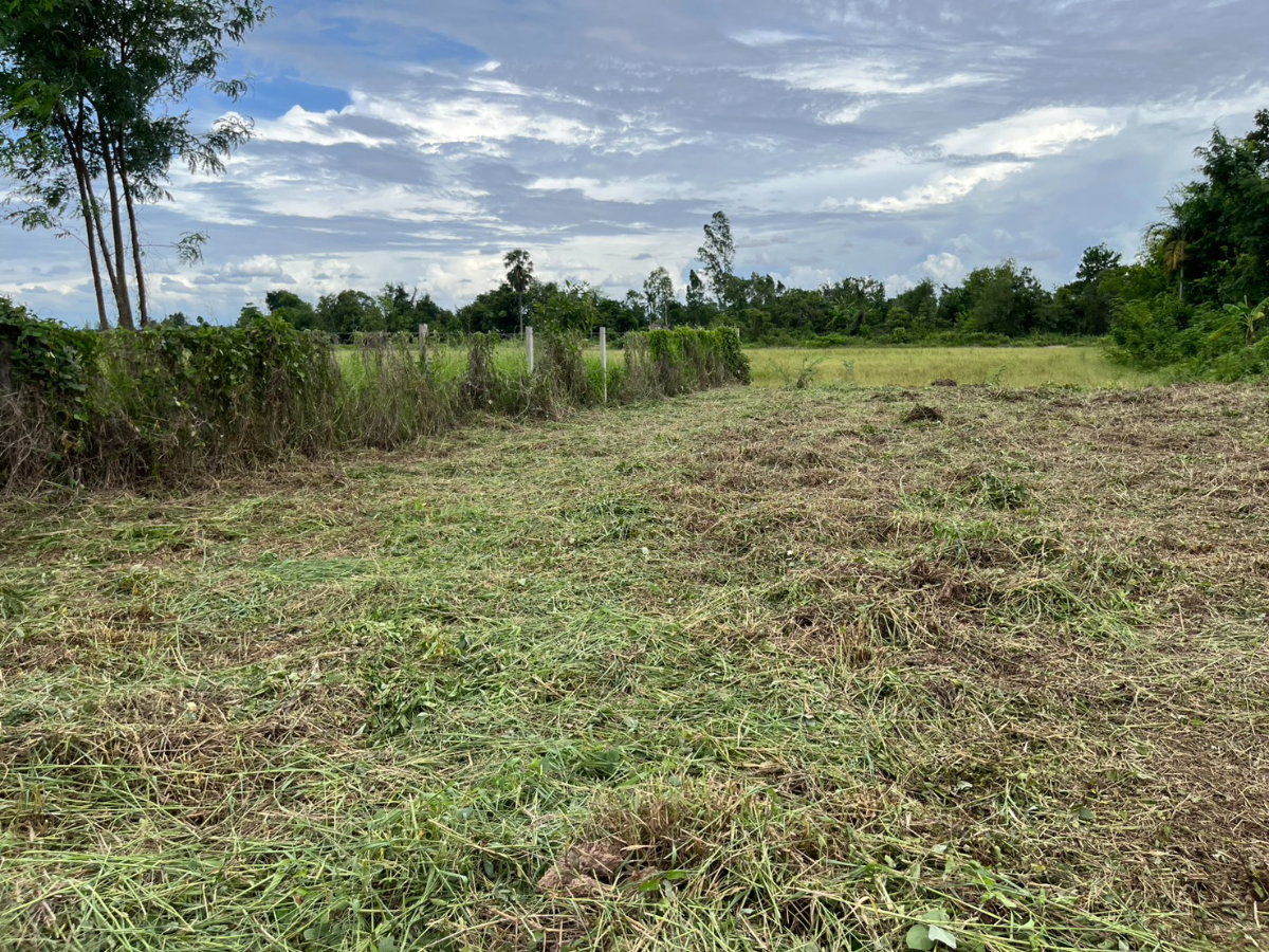 รูป ขายที่ดิน 143 ตร.ว. ถมแล้วเต็มพื้นที่ มีโฉนด ตำบลสาริกา ด้านหน้าติดนถนคอนกรีต ขายถูก - รูปที่ 18/18