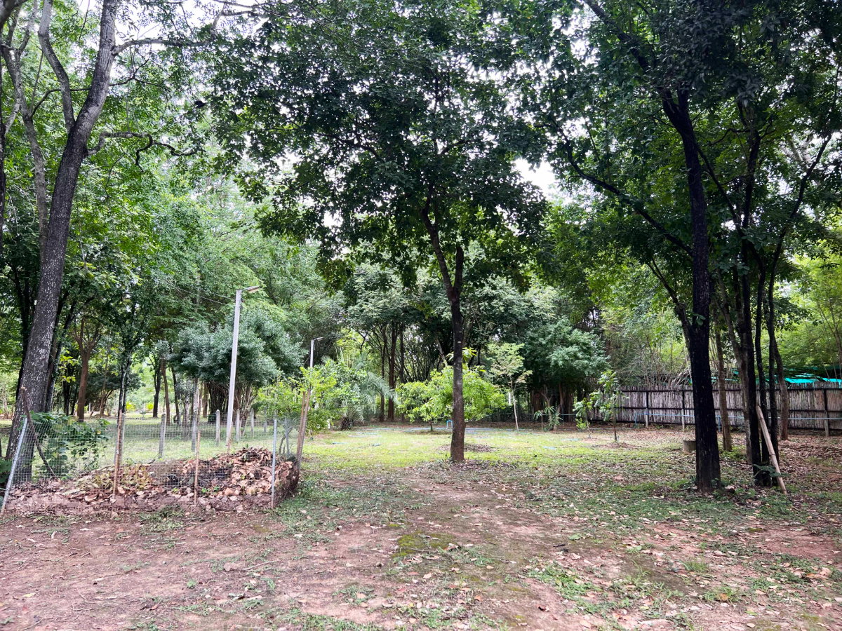 picture Private Oasis: 2 Houses with Orchard & Garden on 2-1-66 Rai in Tha Yang - 8/12
