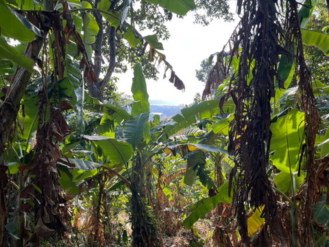 ✨ Premium Sea View Land for Sale on Chalong Hill, Phuket ✨