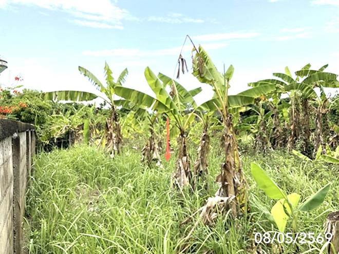 รูป ที่ดินว่างเปล่า 293.3 ตร.วา ขุนตาล เชียงราย 2.3M - รูปที่ 4/14