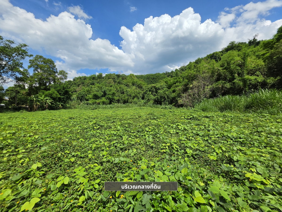 รูป ขายที่ดิน 8ไร่ วิวภูเขา ห่างตัวเมือง 10 นาที พร้อมลำธารมีน้ำตลอดปี ติดถนนสายเลย–ภูเรือ | จังหวัดเลย - รูปที่ 9/12