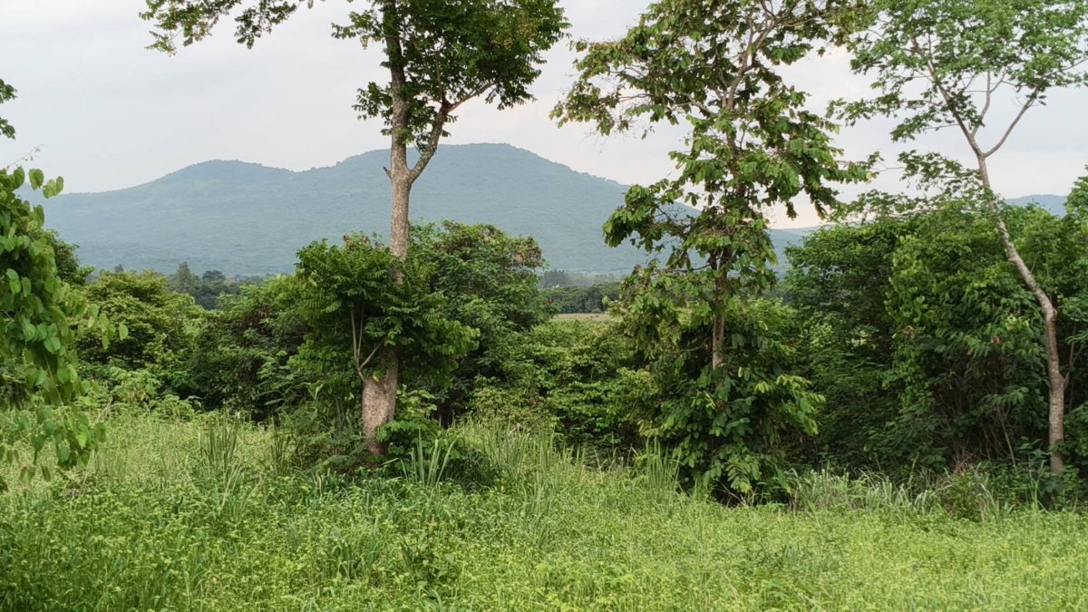 รูป ขายที่วังไทร เขาใหญ่ ที่บนเนิน 3.5ไร่ ใกล้ My ozone Movenpick khaoyai ถนนกว้างไฟฟ้าผ่านหน้าที่ วิวเขาสวยมาก หลังพิงเขา แถมที่ครอบครอง12ไร่ ปากช่อง - รูปที่ 2/6
