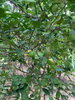listing thumbnail image 3