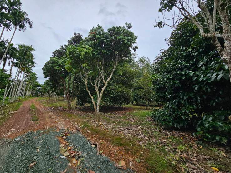 รูป ขายสวนผลไม้ สวนผสม อำเภอท่าใหม่ จันทบุรี โฉนดพร้อมโอน - รูปที่ 2/12