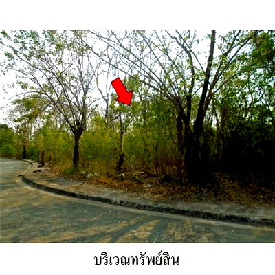ที่ดิน สนามบินสุวรรณภูมิ : Z8Z3195 ขายที่ดิน เลควูด คันทรีคลับ ตำบล บางโฉลง อำเภอ บางพลี จังหวัด สมุทรปราการ