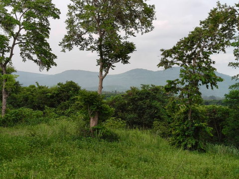 ขายที่วังไทร เขาใหญ่ ที่บนเนิน 3.5ไร่ ใกล้ My ozone Movenpick khaoyai ถนนกว้างไฟฟ้าผ่านหน้าที่ วิวเขาสวยมาก หลังพิงเขา แถมที่ครอบครอง12ไร่ ปากช่อง