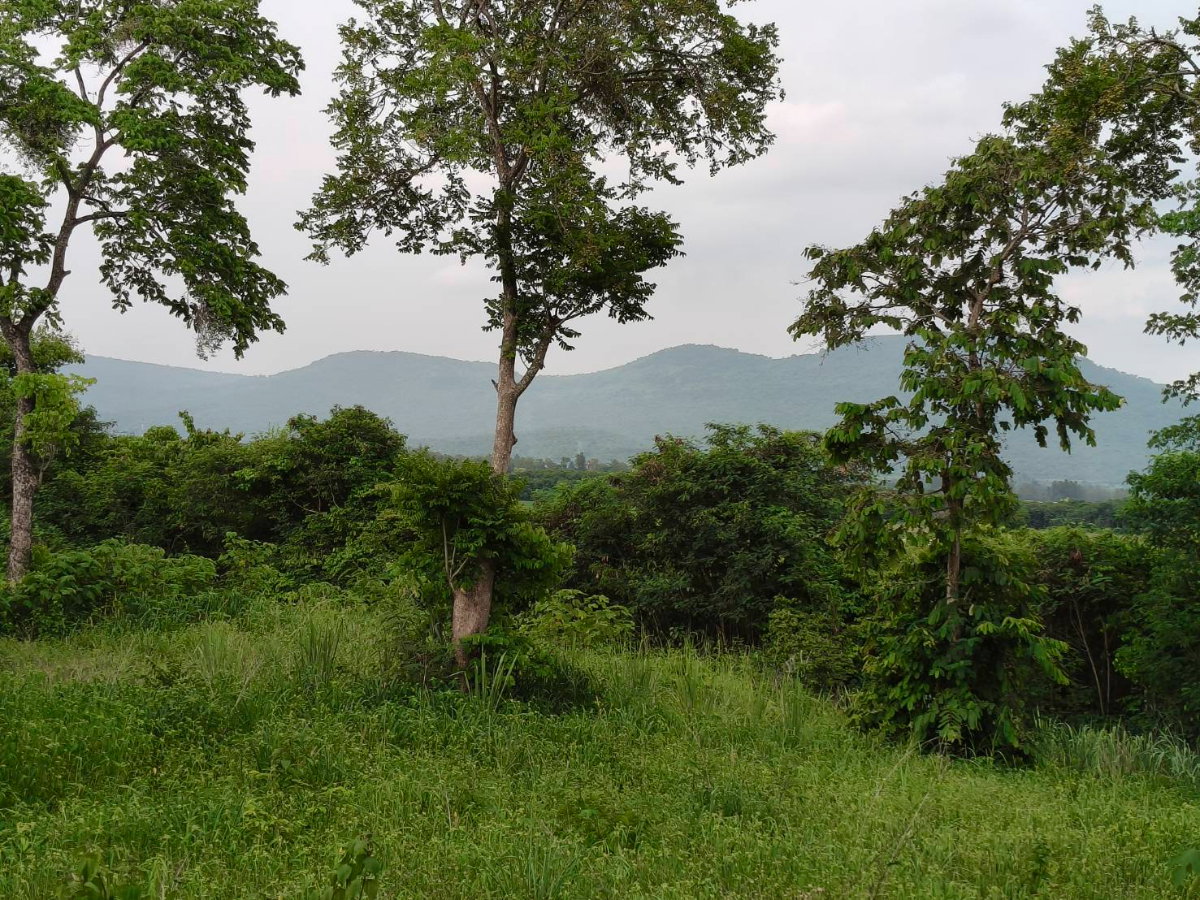 รูป ขายที่วังไทร เขาใหญ่ ที่บนเนิน 3.5ไร่ ใกล้ My ozone Movenpick khaoyai ถนนกว้างไฟฟ้าผ่านหน้าที่ วิวเขาสวยมาก หลังพิงเขา แถมที่ครอบครอง12ไร่ ปากช่อง - รูปที่ 1/6