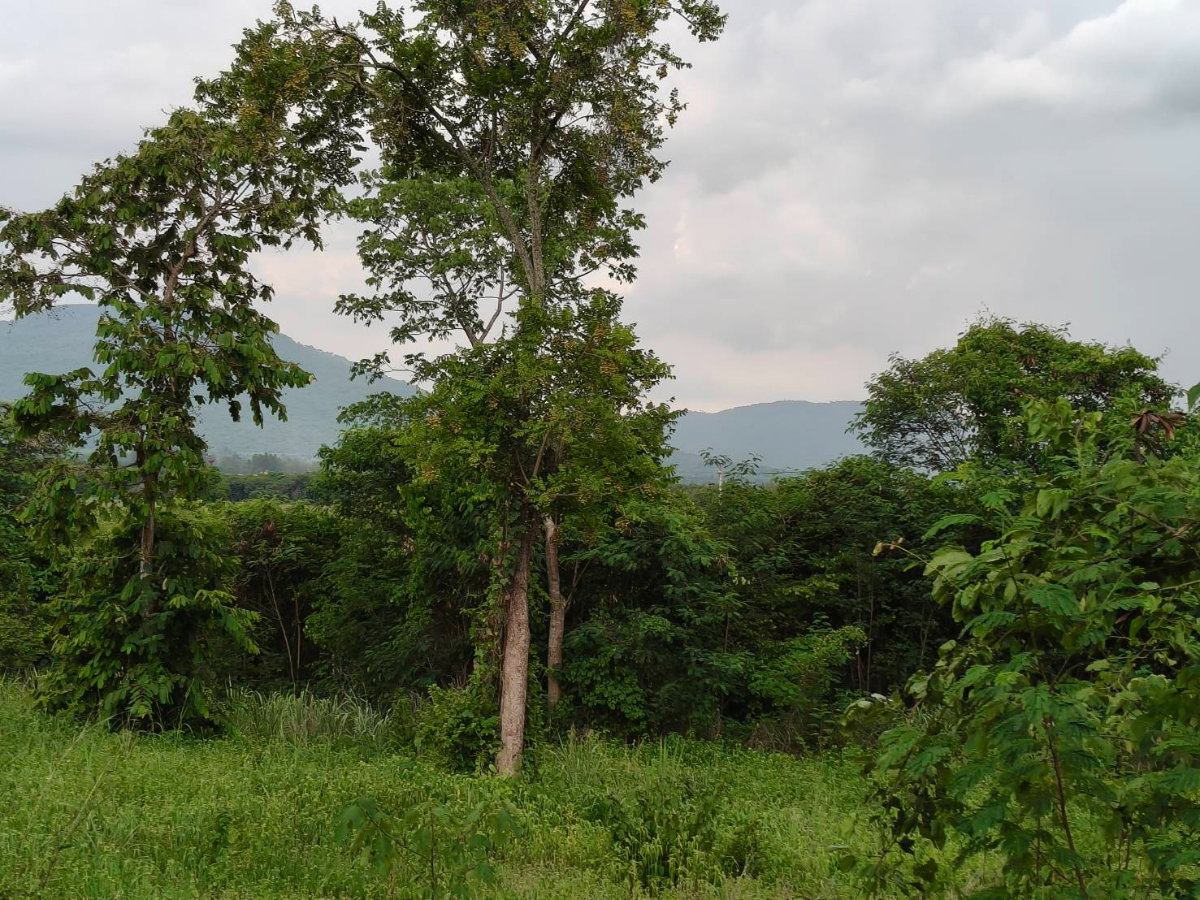 รูป ขายที่วังไทร เขาใหญ่ ที่บนเนิน 3.5ไร่ ใกล้ My ozone Movenpick khaoyai ถนนกว้างไฟฟ้าผ่านหน้าที่ วิวเขาสวยมาก หลังพิงเขา แถมที่ครอบครอง12ไร่ ปากช่อง - รูปที่ 5/6