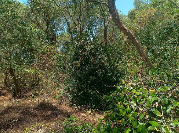 picture PROPERTY 1723.1 Sq.w. Khuan Niang Songkhla for 4.7M - 8/9