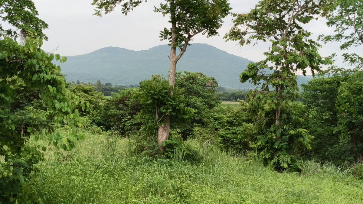 รูป ขายที่วังไทร เขาใหญ่ ที่บนเนิน 3.5ไร่ ใกล้ My ozone Movenpick khaoyai ถนนกว้างไฟฟ้าผ่านหน้าที่ วิวเขาสวยมาก หลังพิงเขา แถมที่ครอบครอง12ไร่ ปากช่อง - รูปที่ 3/6