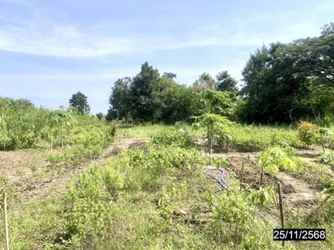 picture LAND 2394 Sq.w. Chum Phae Khon Kaen for 958,000 - 9/14
