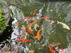 listing thumbnail image 14