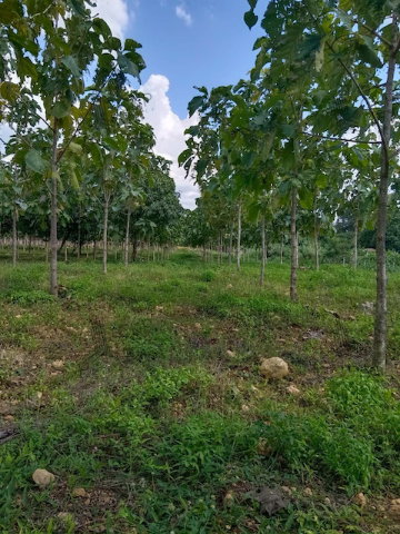 รูป ขาย ที่ดิน กลางดง ปากช่อง พร้อมบ้านและต้นสัก700 กว่าต้น บรรยากาศดี เดินทางไม่ไกลจากกทม. ใกล้ถนนมิตรภาพ | รหัส 93346 - รูปที่ 6/8
