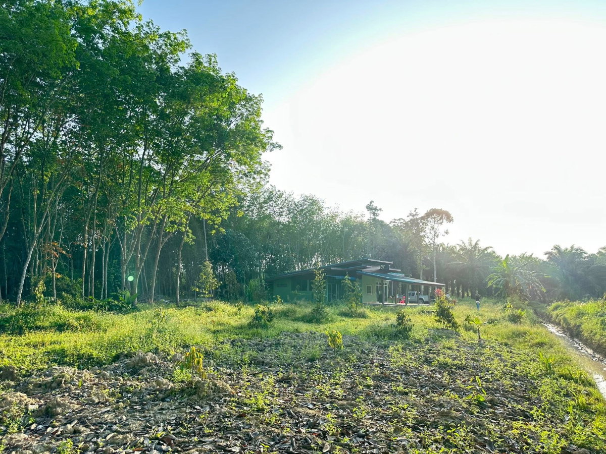 รูป ขายบ้านสวนและที่ดิน เนื้อที่ 1 ไร่ 3 งาน ใกล้วัดเจดีย์ไอไข่ อ.สิชล จ.นครศรีธรรมราช - รูปที่ 8/10