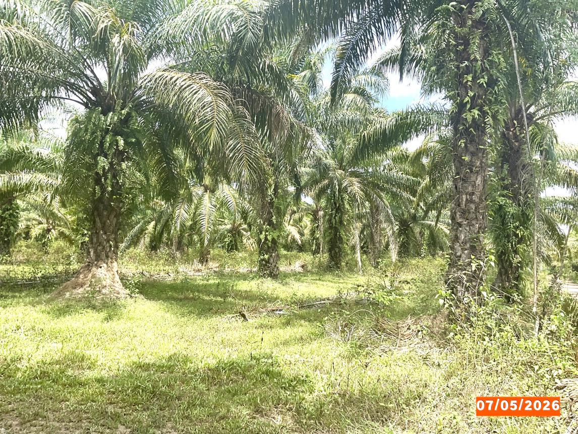 รูป ที่ดินว่างเปล่า 3169 ตร.วา ทุ่งสง นครศรีธรรมราช 1.8M - รูปที่ 7/14