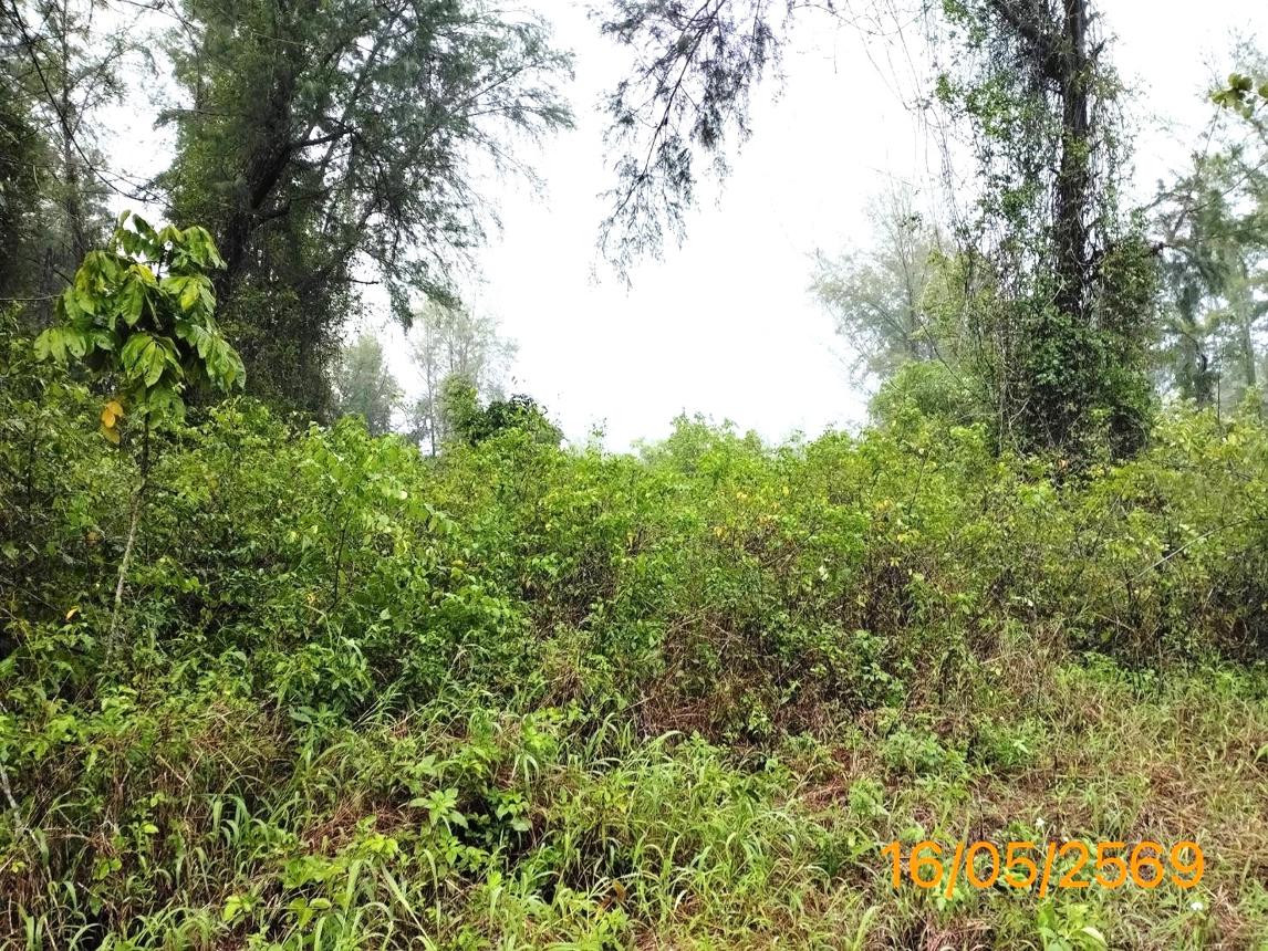 รูป ที่ดินว่างเปล่า 10953.7 ตร.วา ตะกั่วป่า พังงา 76.7M - รูปที่ 9/14