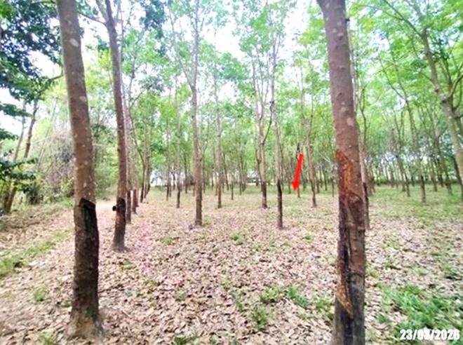 picture LAND 7306 Sq.w. Ban Dung Udon Thani for 2.2M - 3/18
