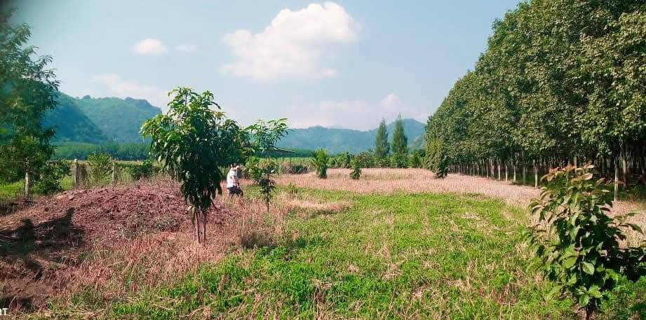 picture 🏞️ Mountain View Land for Sale in Ban Rai, Uthai Thani - 3/9