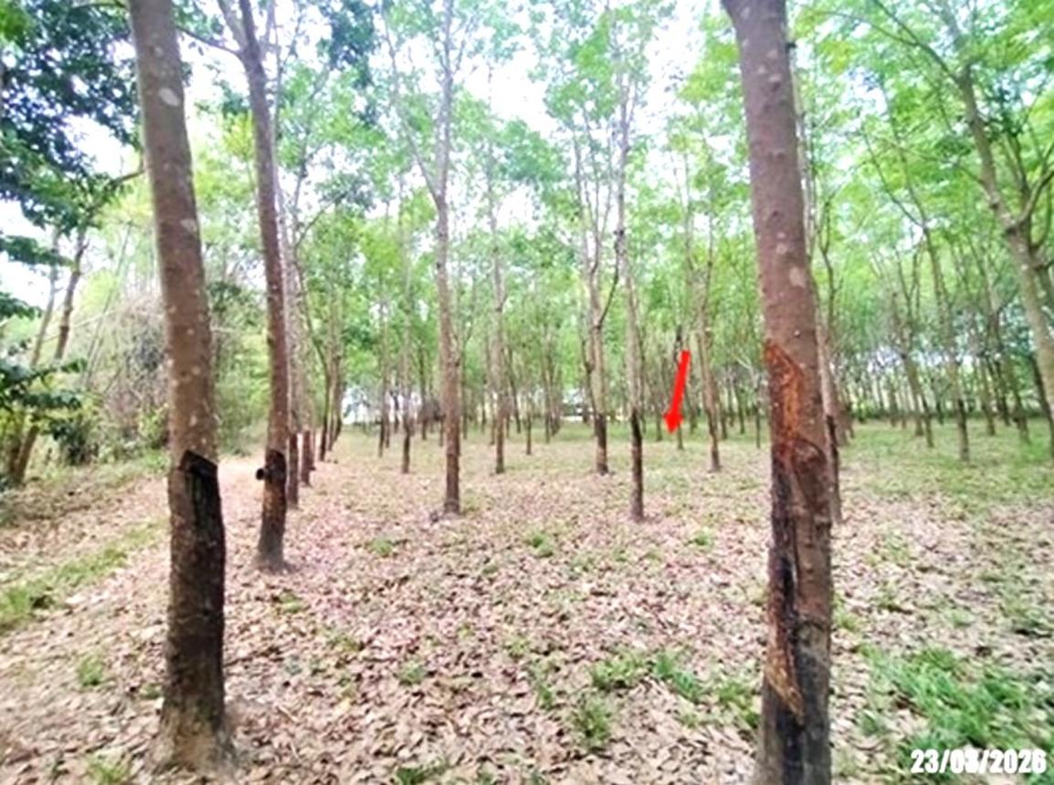 picture LAND 7306 Sq.w. Ban Dung Udon Thani for 2.2M - 10/18