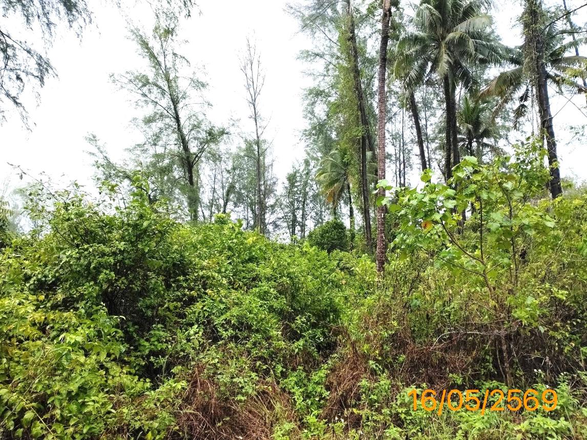 รูป ที่ดินว่างเปล่า 10953.7 ตร.วา ตะกั่วป่า พังงา 76.7M - รูปที่ 8/14