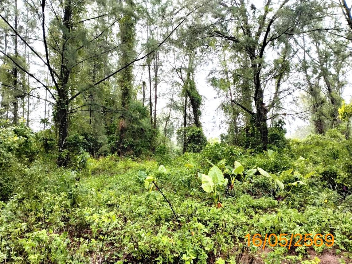 รูป ที่ดินว่างเปล่า 10953.7 ตร.วา ตะกั่วป่า พังงา 76.7M - รูปที่ 10/14