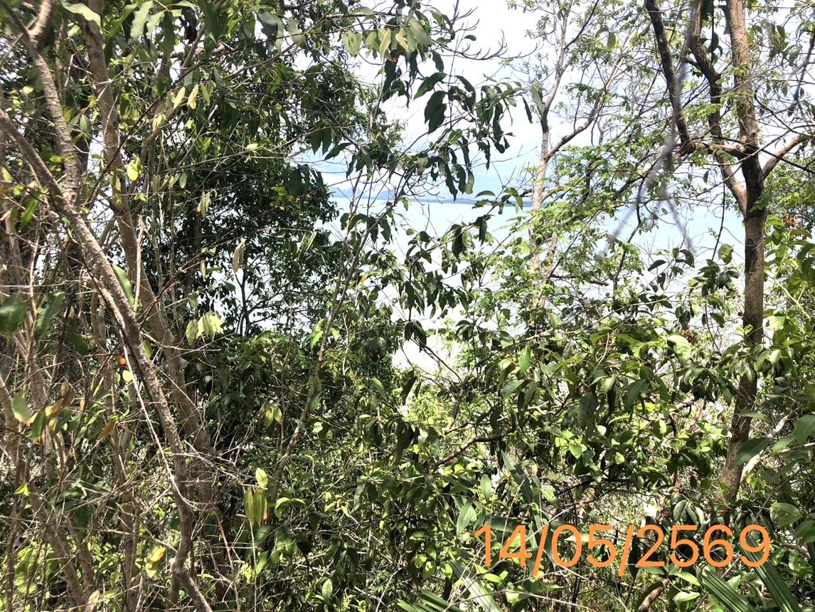 picture LAND 4370 Sq.w. Khlong Thom Krabi for 34.7M - 16/20