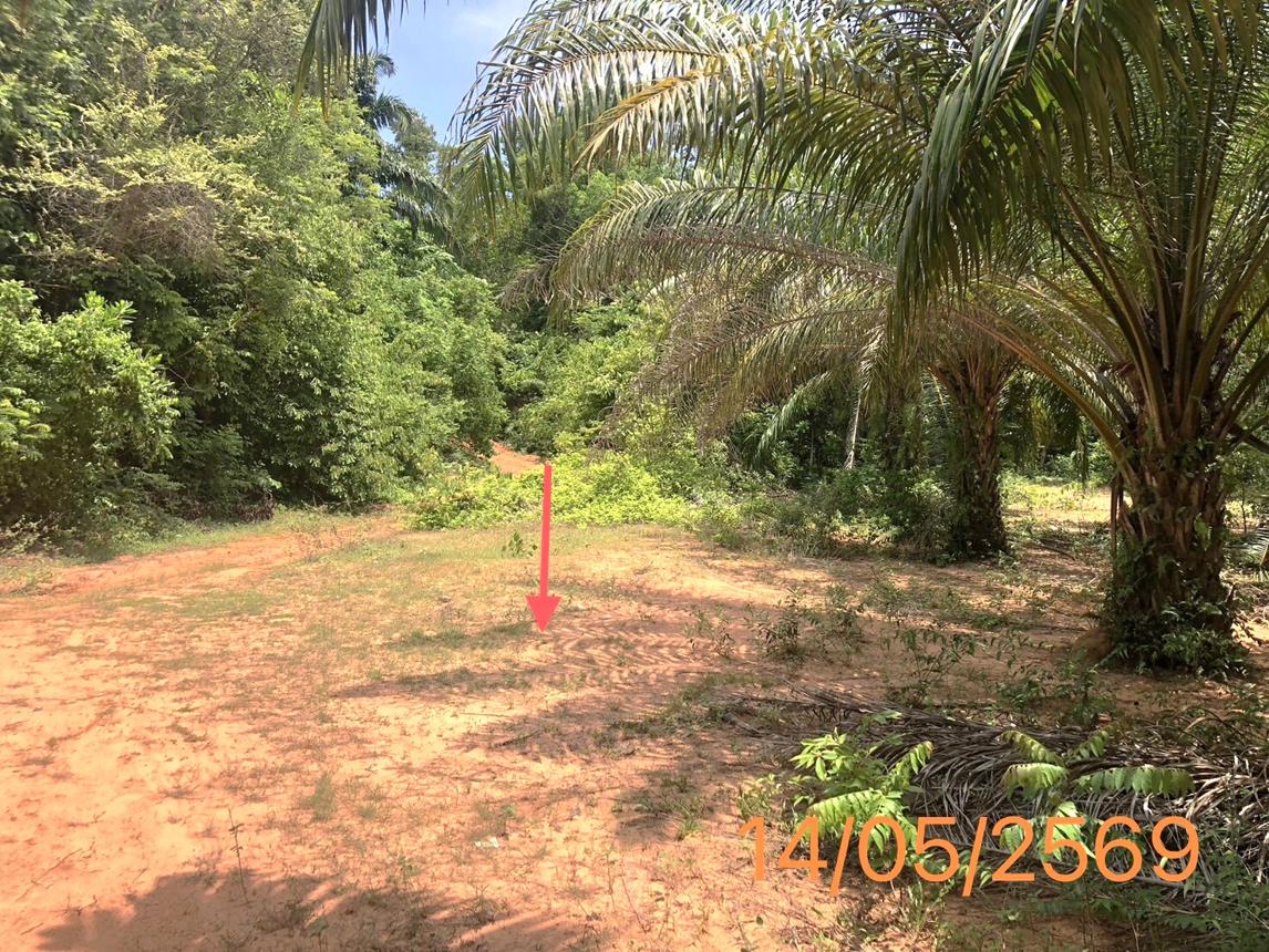 picture LAND 1120 Sq.w. Khlong Thom Krabi for 1.8M - 11/16