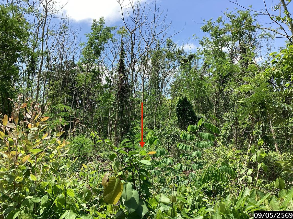 รูป ที่ดินว่างเปล่า 1815 ตร.วา กุสุมาลย์ สกลนคร 1.8M - รูปที่ 14/20