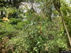listing thumbnail image 12
