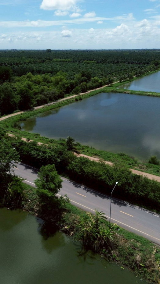 รูป ขายที่ดิน 250 ไร่ ตำบลหนองหมู อำเภอวิหารแดง จังหวัดสระบุรี ที่ดินแปลงใหญ่ เหมาะทำการเกษตรและลงทุน - รูปที่ 9/13