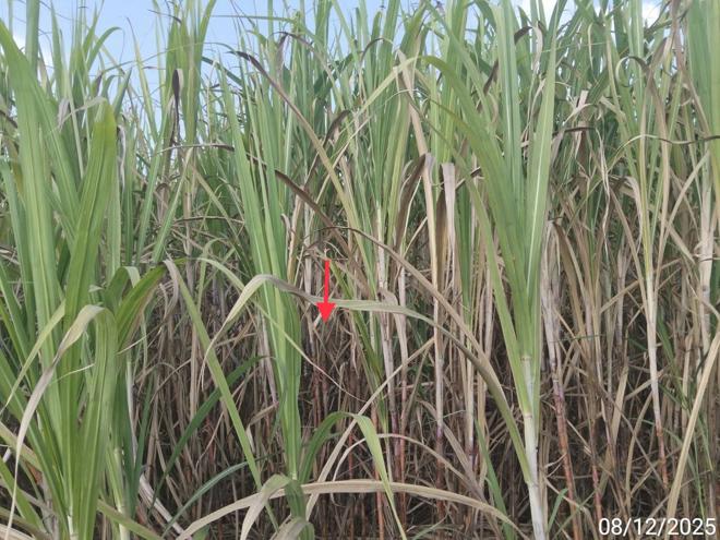 picture LAND 2743 Sq.w. Kaeng Sanam Nang Nakhon Ratchasima for 686,000 - 4/16