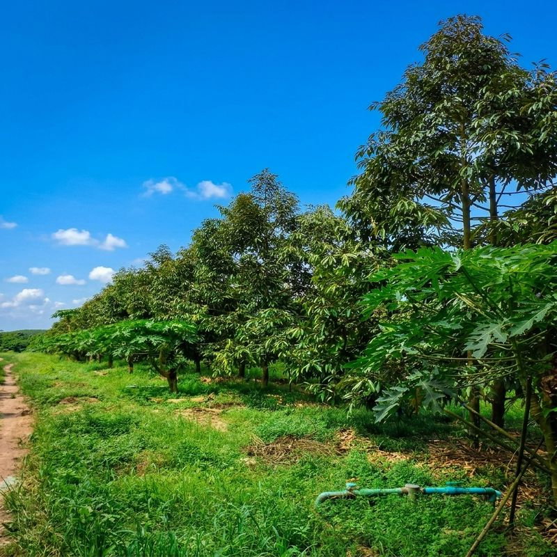 picture Land Durian for sale 28 rais, Rayong - 3/4